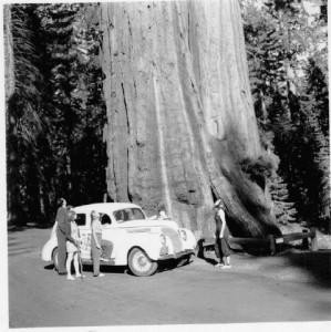 Immense, yes, but still dwarfed by redwoods. 