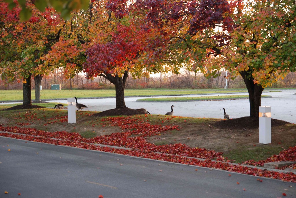 strip mall cul de sac geese