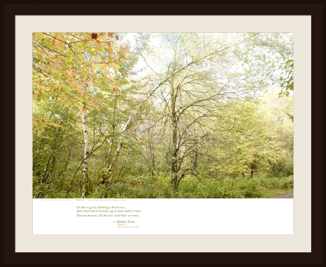 BIRCHES — Robert Frost Interpretive Trail. Ripton, Vermont