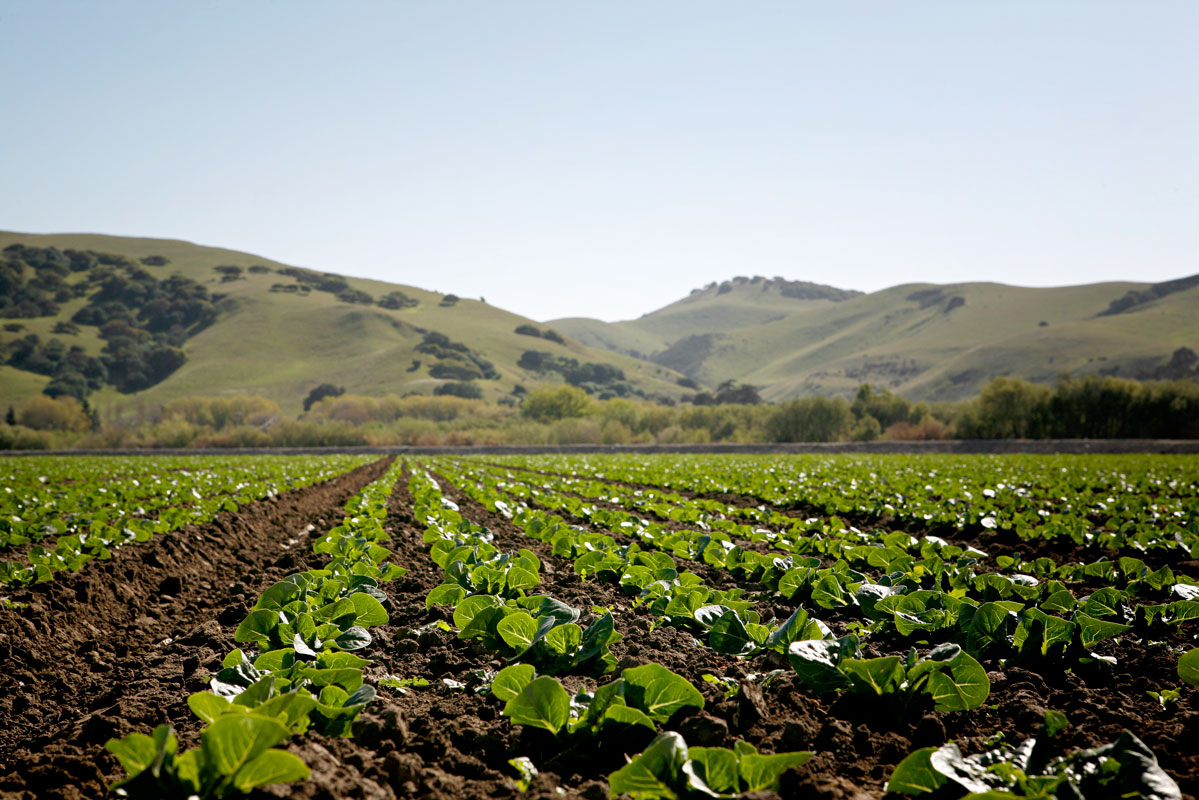 Photo of Agricultural fields — Salinas, California