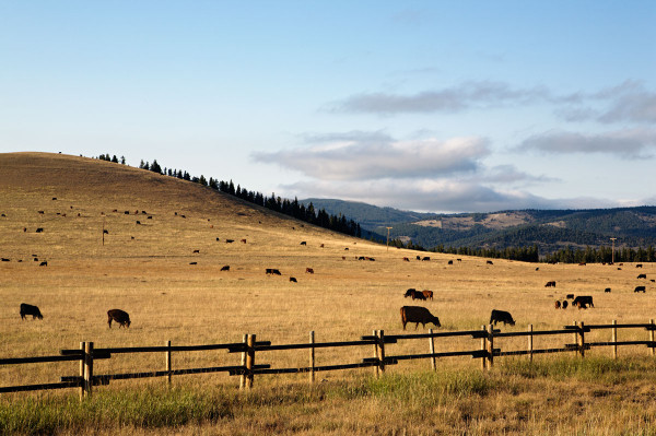 Photo of cattle in Wyoming