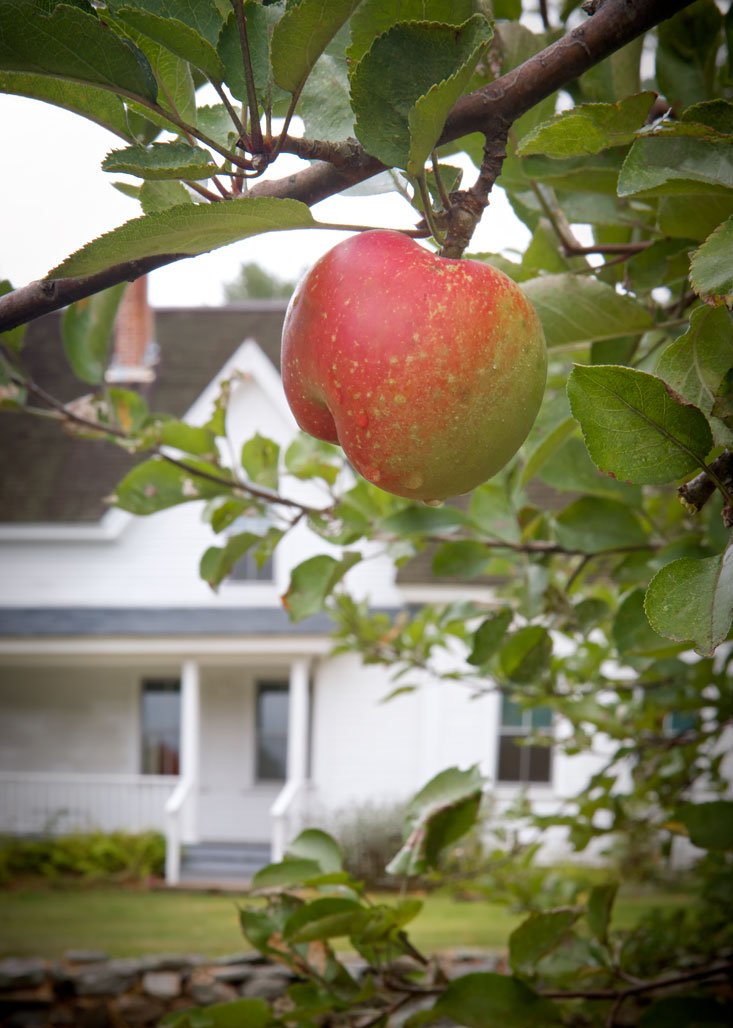Photo of Apple at Frost farmhouse — Derry, New Hampshire