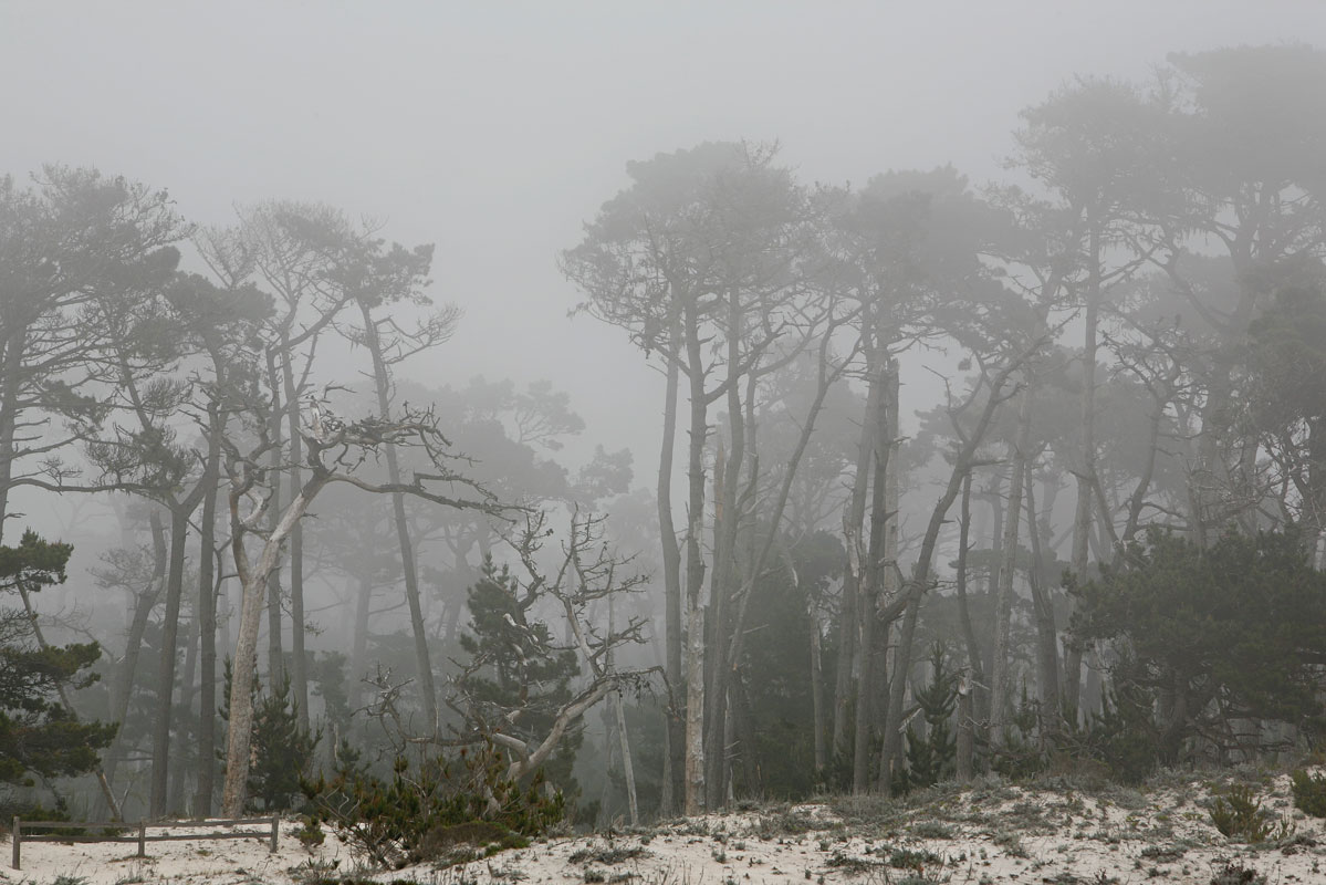 Photo of Sand and Cypress Trees — Carmel, California